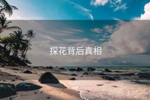 探花背后真相 探花背后真相